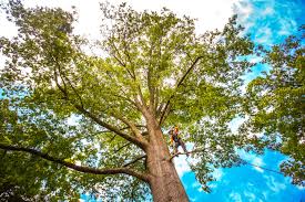 Best Tree Disease Treatment  in Kerrville, TX