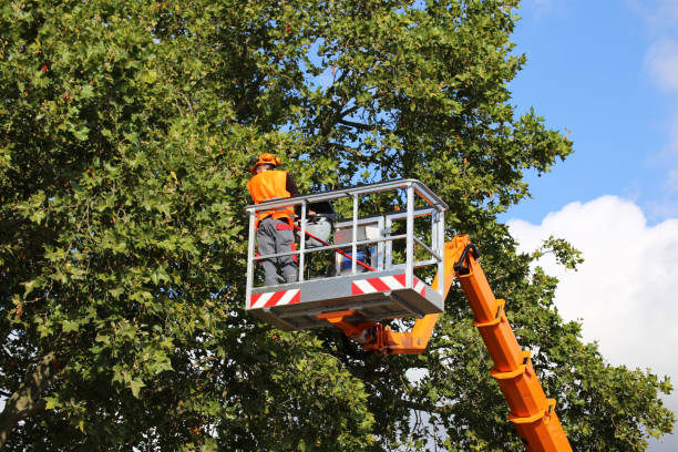 Kerrville, TX Tree Removal Company