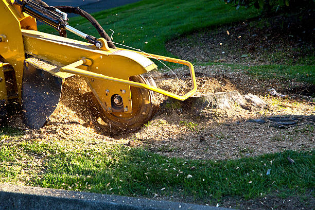 Lawn Renovation and Restoration in Kerrville, TX